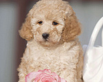 Собаки в Чехове: той пудель мальчик Мальчик, 35 000 руб. - фото 1
