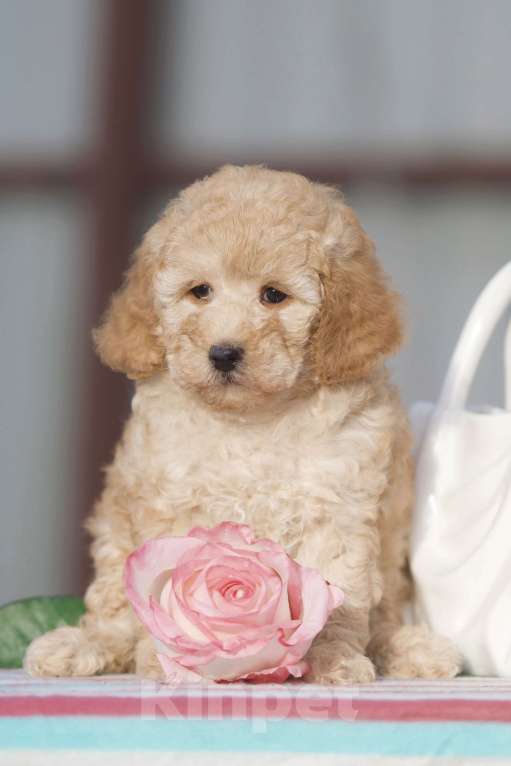 Собаки в Чехове: той пудель мальчик Мальчик, 35 000 руб. - фото 1