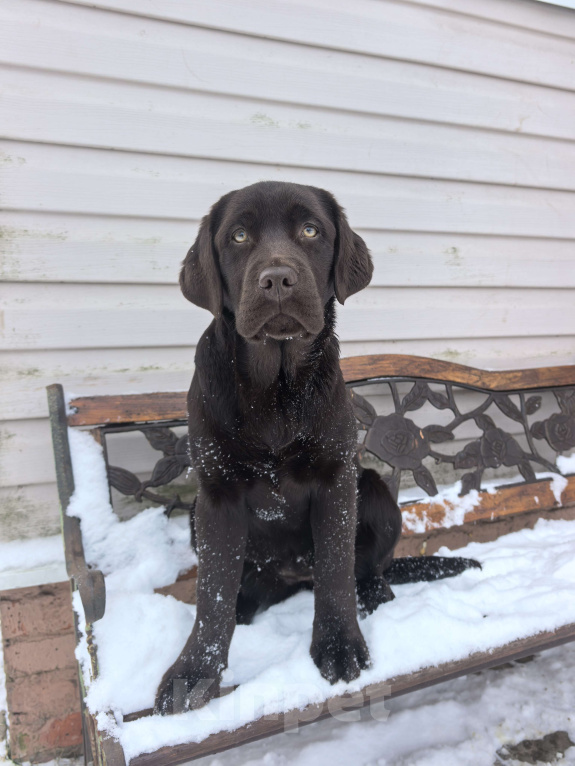 Собаки в других городах Московской области: Девочка белая лента Девочка, 70 000 руб. - фото 3