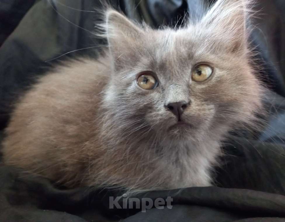 Кошки в Москве: ( Салават )  Домашний  котик  –  в  дружную  семью Мальчик, 200 руб. - фото 8