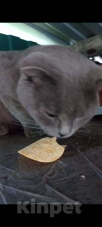 Кошки в Новороссийске: Потерялась кошка  Девочка, 1 руб. - фото 5