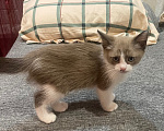 Кошки в Москве: Котята в добрые руки девочки Девочка, 500 руб. - фото 3