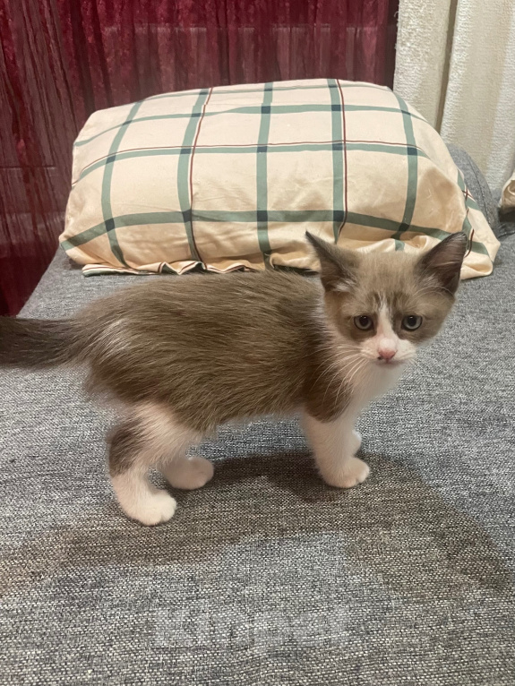 Кошки в Москве: Котята в добрые руки девочки Девочка, 500 руб. - фото 3