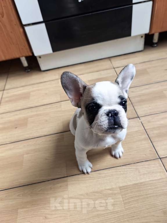 Собаки в Москве: Щенки французского бульдога Разнополые, 49 000 руб. - фото 7