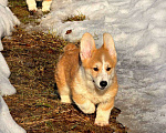 Собаки в Москве: Щенки вельш корги Пемброк Девочка, 45 000 руб. - фото 2