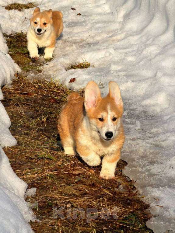 Собаки в Москве: Щенки вельш корги Пемброк Девочка, 45 000 руб. - фото 2