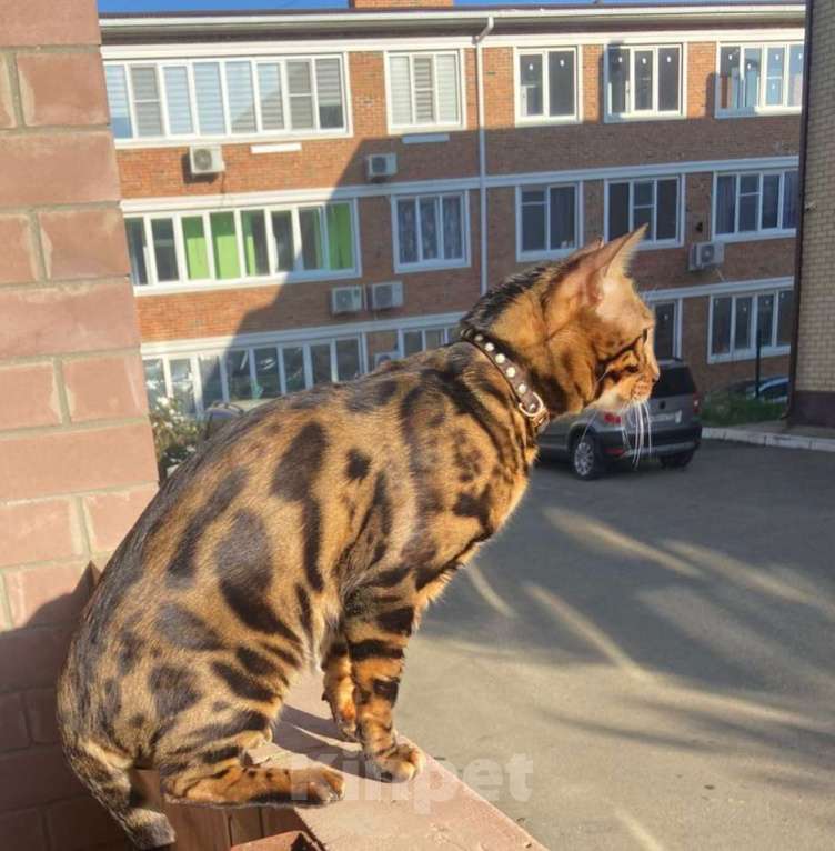 Кошки в Краснодаре: Пропал кот Мальчик, Бесплатно - фото 1