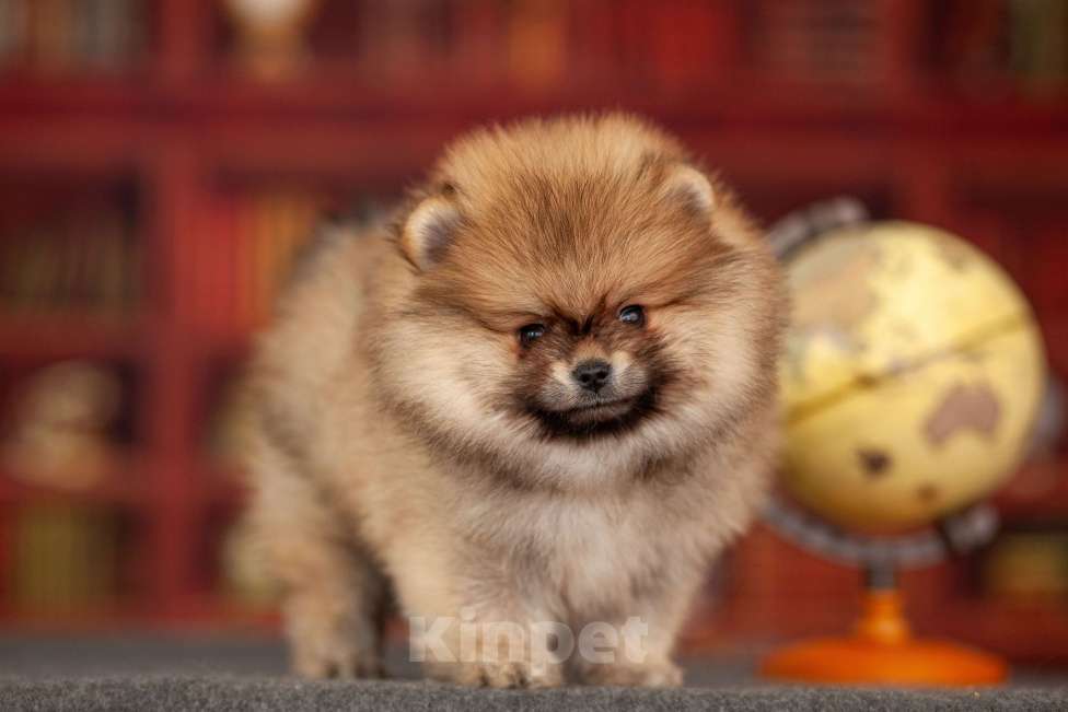 Собаки в Москве: Щенки померанского шпица Мальчик, 50 000 руб. - фото 5