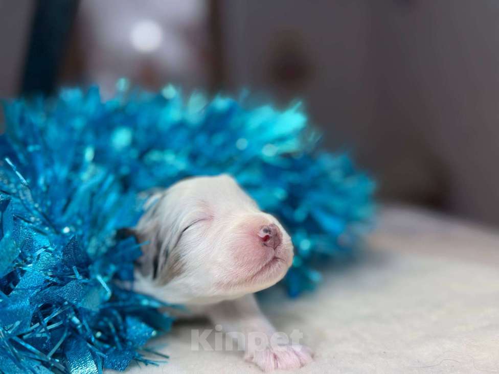 Собаки в других городах Московской области: Шарфик, брак под вопросом  Мальчик, 120 000 руб. - фото 1