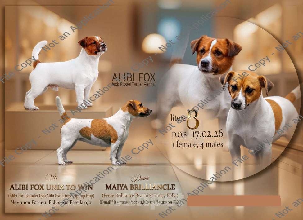 Собаки в Архангельске: Джек -Рассел -Терьер Мальчик, Бесплатно - фото 1