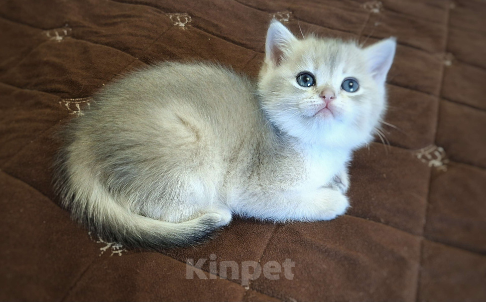 Кошки в Москве: Василиса Девочка, 37 000 руб. - фото 1