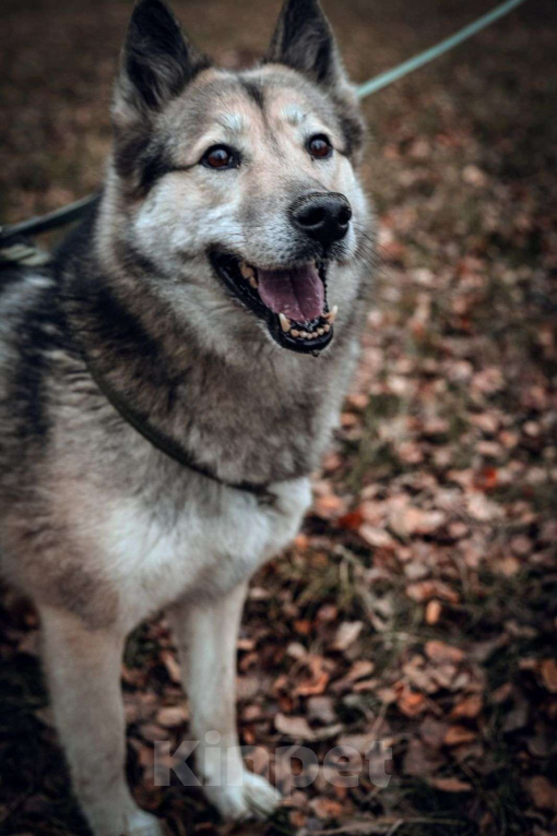 Собаки в Москве: Лилу Девочка, Бесплатно - фото 1