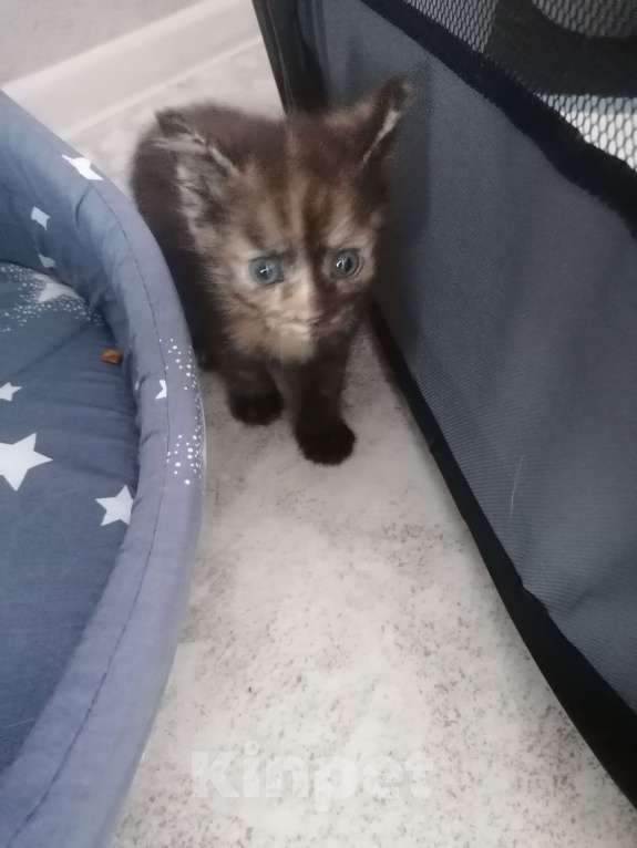 Кошки в Красноярске: Лапочка девочка Девочка, 1 руб. - фото 2