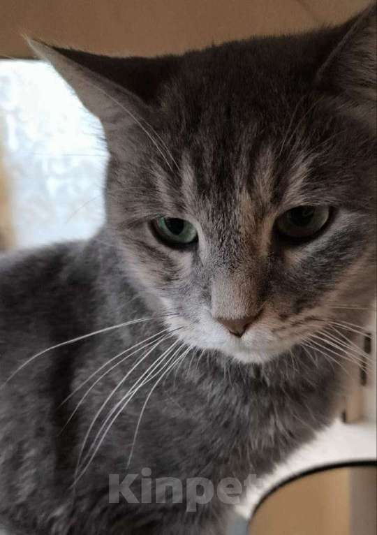 Кошки в Москве: Красивая кошка Конфетка в добрые руки Девочка, Бесплатно - фото 3