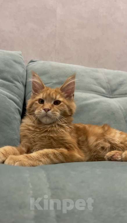 Кошки в Иркутске: Котенок мейн-кун Мальчик, 30 000 руб. - фото 4