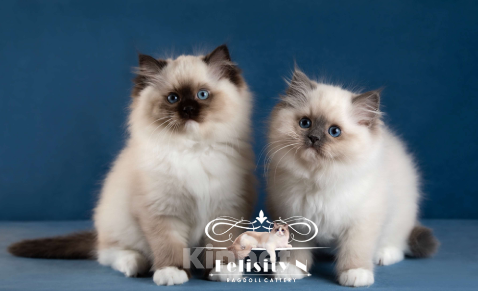 Кошки в Московском: Котята РЭГДОЛЛ Девочка, 130 000 руб. - фото 4