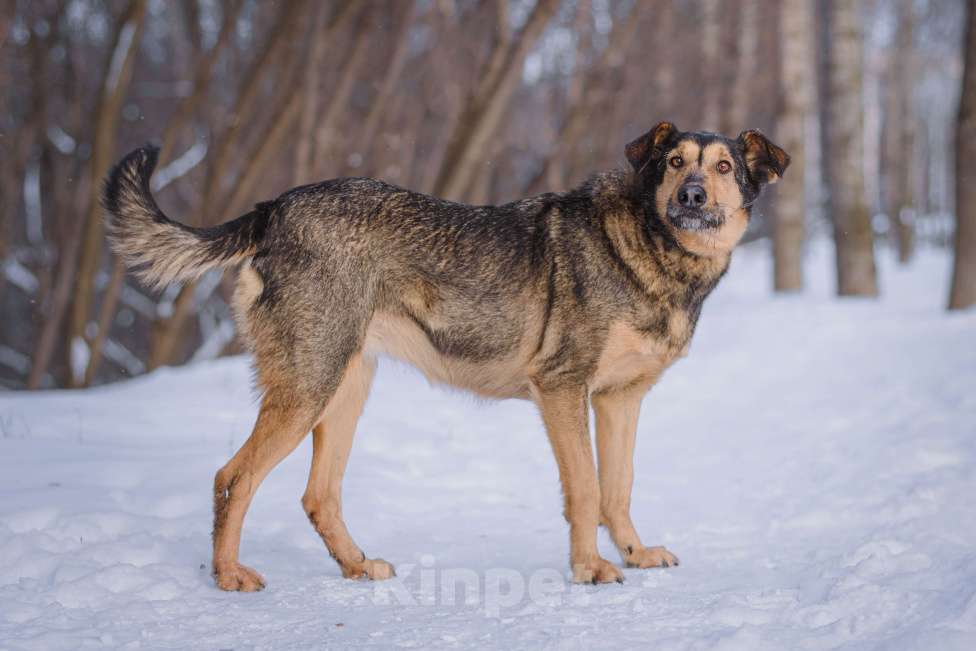 Собаки в Москве: Ника Девочка, Бесплатно - фото 2