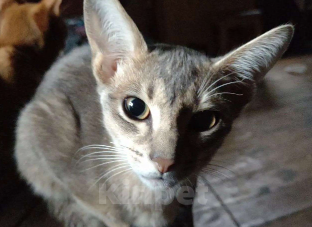 Кошки в Москве: Великолепные котята Абиссинской породы голубого  и соррель окрасов,ОСТАЛИСЬ 2 мальчика Мальчик, 30 000 руб. - фото 3