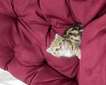 Кошки в Пскове: Эксклюзив Мальчик, Бесплатно - фото 1