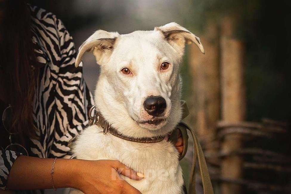 Собаки в Москве: Белый ласковый пёсель Этьен в самые добрые руки Мальчик, 1 руб. - фото 5