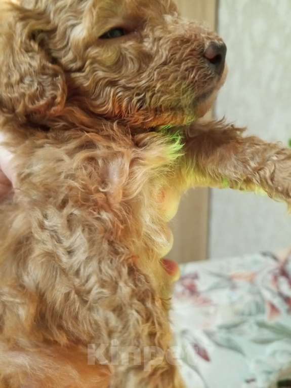 Собаки в Саратове: Продам щенков пуделя  миниатюрного Девочка, 28 руб. - фото 1