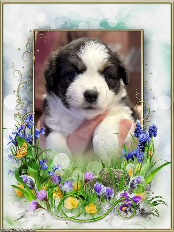 Собаки в других городах Ленинградской области: Щенок миниатюрной американской овчарки Мальчик, Бесплатно - фото 3