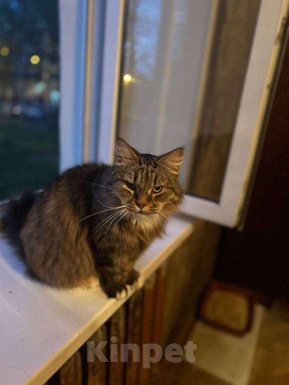 Кошки в Клине: Чарли — он должен снова стать любимым Мальчик, Бесплатно - фото 2