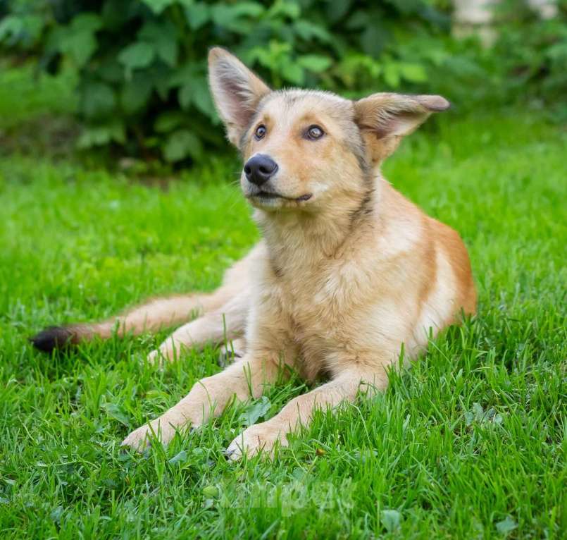 Собаки в других городах Московской области: Щенок ищет дом Девочка, Бесплатно - фото 4