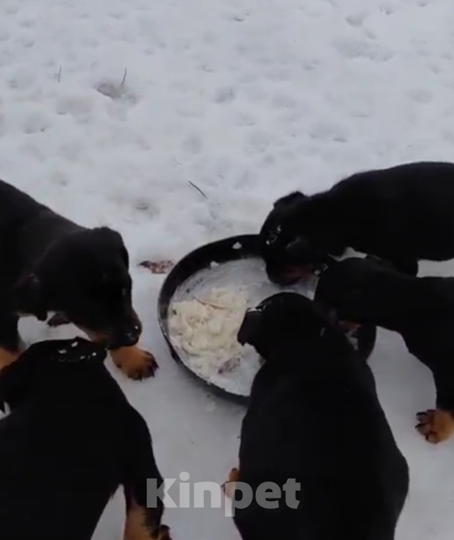 Собаки в Волгограде: Продам щенков ягдтерьера Мальчик, 5 000 руб. - фото 3