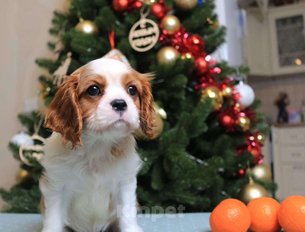 Собаки в Воронеже: Мальчик окраса бленхейм Мальчик, 80 000 руб. - фото 1