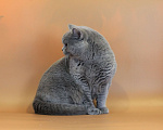 Кошки в Ульяновске: Британский короткошерстный кот (титулованный). Мальчик, Бесплатно - фото 2