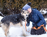 Собаки в Москве: Приучена к выгулу и жизни в квартире, собака ищет дом Девочка, Бесплатно - фото 4