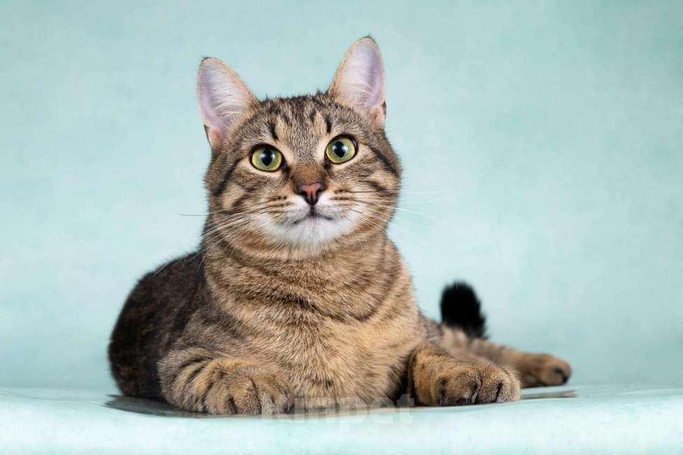 Кошки в Москве: Веселый котенок-подросток Купер в добрые руки Мальчик, Бесплатно - фото 6