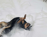 Собаки в Гатчине: Отдаю в добрые руки молодого кабеля ротвейлера Мальчик, Бесплатно - фото 3