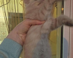 Кошки в Нолинске: Милашки в добрые руки пацаны, 1 руб. - фото 2