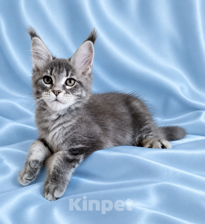 Кошки в Владимире: Котята мейн-кун из питомника Девочка, 50 000 руб. - фото 7