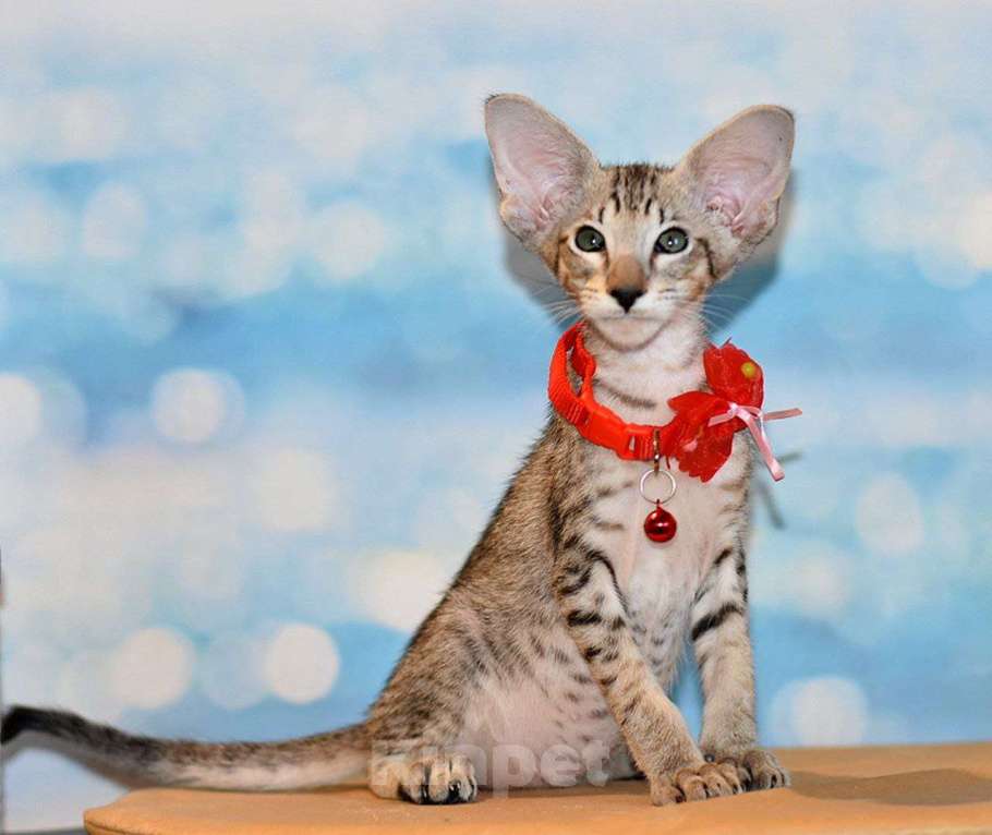 Кошки в Москве: Очаровательный мальчишка Мальчик, 60 000 руб. - фото 2