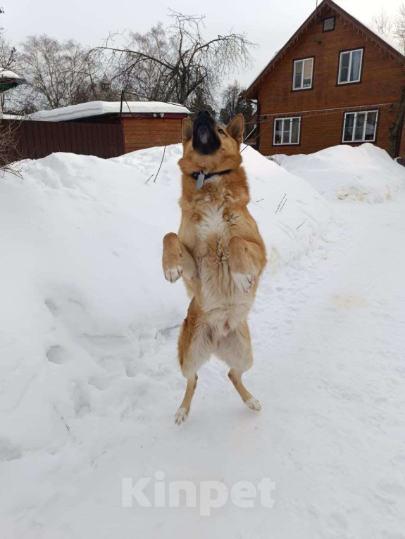 Собаки в Москве: Арчибальд ищет семью, 3 года, Привит, Кастрирован  Мальчик, Бесплатно - фото 3
