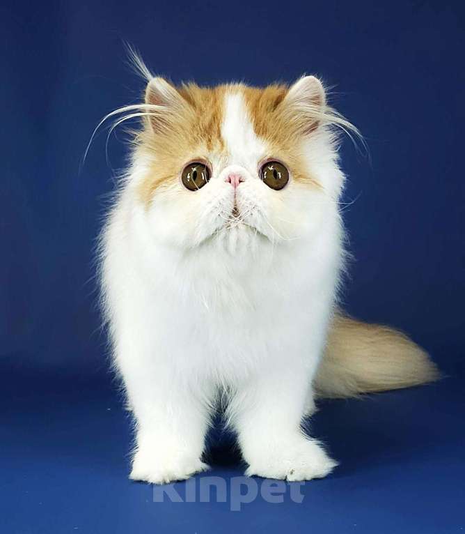 Кошки в Санкт-Петербурге: Персидский котик Мальчик, 25 000 руб. - фото 3