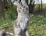 Кошки в Москве: Котенок мейн-кун Девочка, Бесплатно - фото 1
