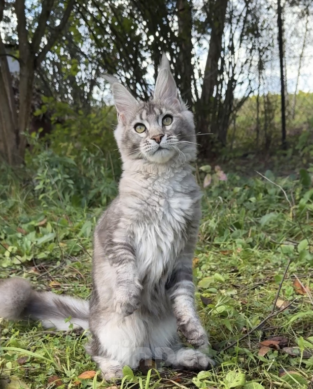 Кошки в Москве: Котенок мейн-кун Девочка, Бесплатно - фото 1