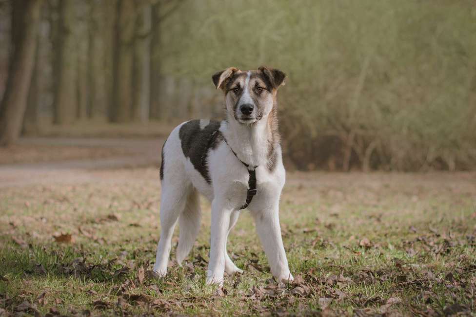 Собаки в Москве: Щенок Холли ищет дом Девочка, Бесплатно - фото 3