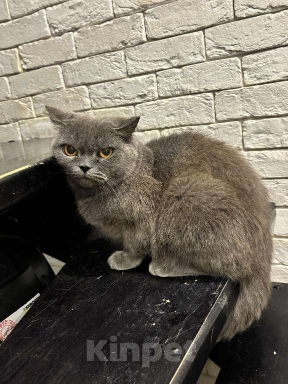 Кошки в Москве: Британская кошка Мэгги в добрые руки Девочка, Бесплатно - фото 2