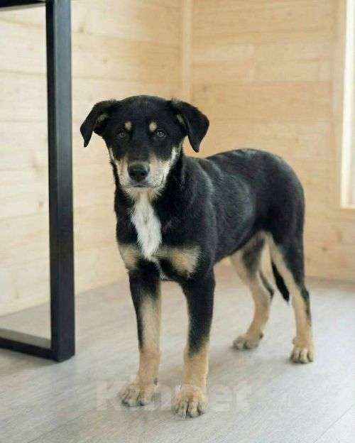 Собаки в Москве: Хороший щенок-подросток Степа ищет дом Мальчик, Бесплатно - фото 1