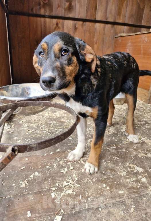 Собаки в Москве: Щенок в дар Девочка, Бесплатно - фото 2