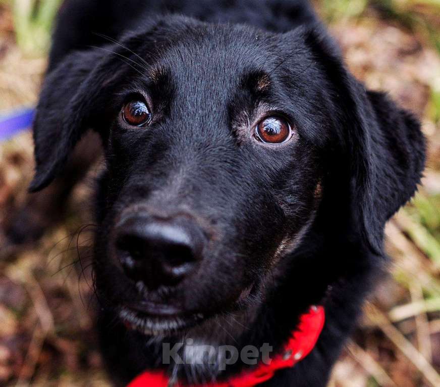 Собаки в Москве: Яша ищет маму Мальчик, Бесплатно - фото 5