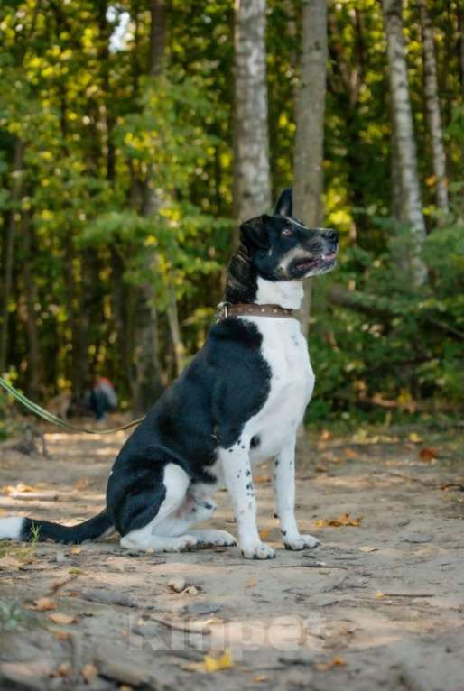 Собаки в других городах Московской области: Верный и надёжный Натан заждался Вас в приюте Мальчик, Бесплатно - фото 2