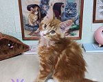 Кошки в Казани: Котята мейн-кун Разнополые, 25 000 руб. - фото 6