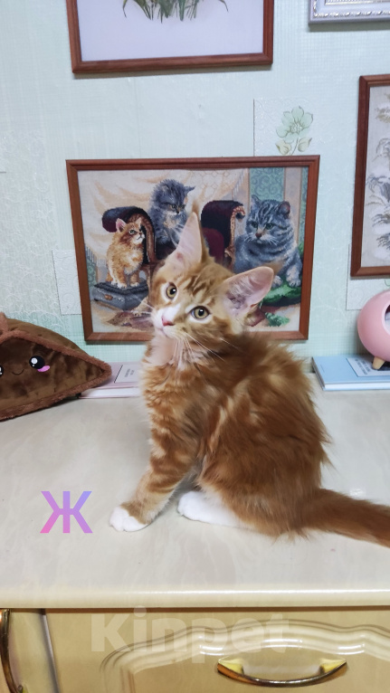 Кошки в Казани: Котята мейн-кун Разнополые, 25 000 руб. - фото 6