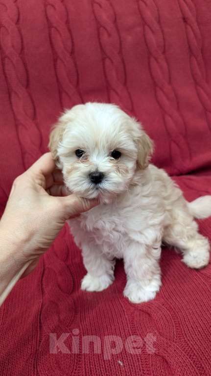 Собаки в Москве: Девочка мальтипу Девочка, Бесплатно - фото 3